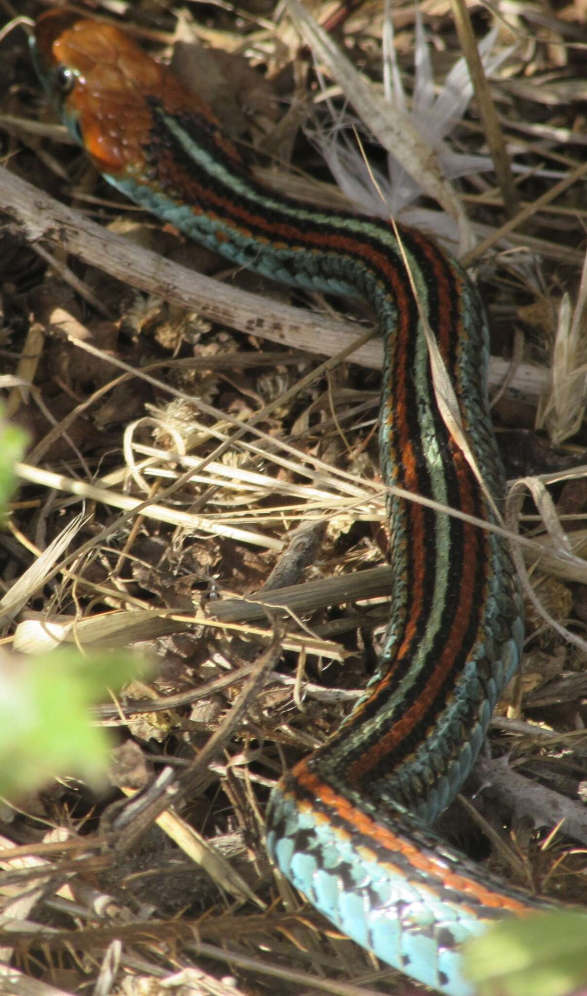 Image of San Francisco garter snake