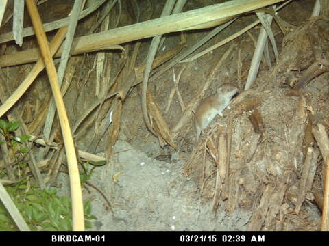 Image of Greater Red Musk Shrew