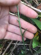 Image of October lady's tresses