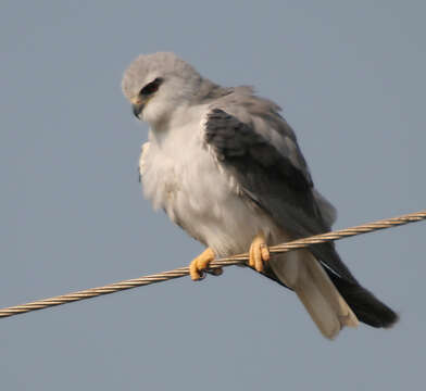 Image of Black-shouldered Kite