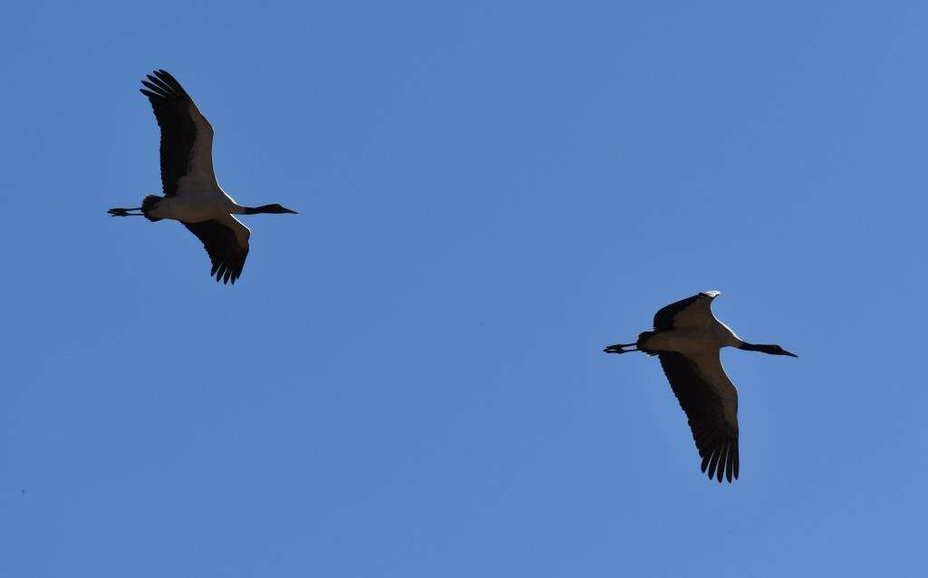 Image of Black-necked Crane