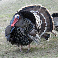 Image of Merriam's Turkey