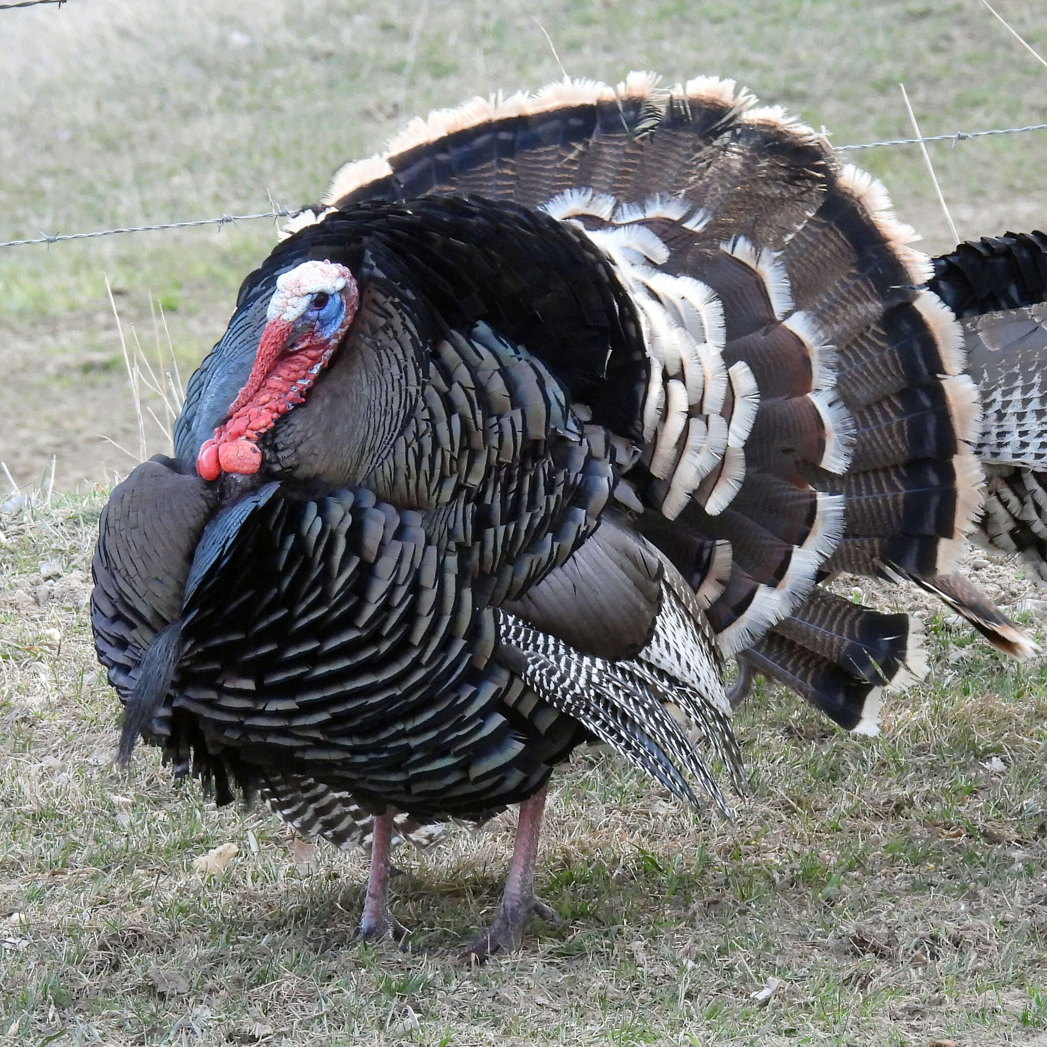 Image of Merriam's Turkey