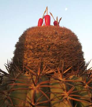 Melocactus peruvianus Vaupel resmi