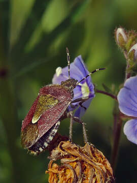 Image of sloe bug