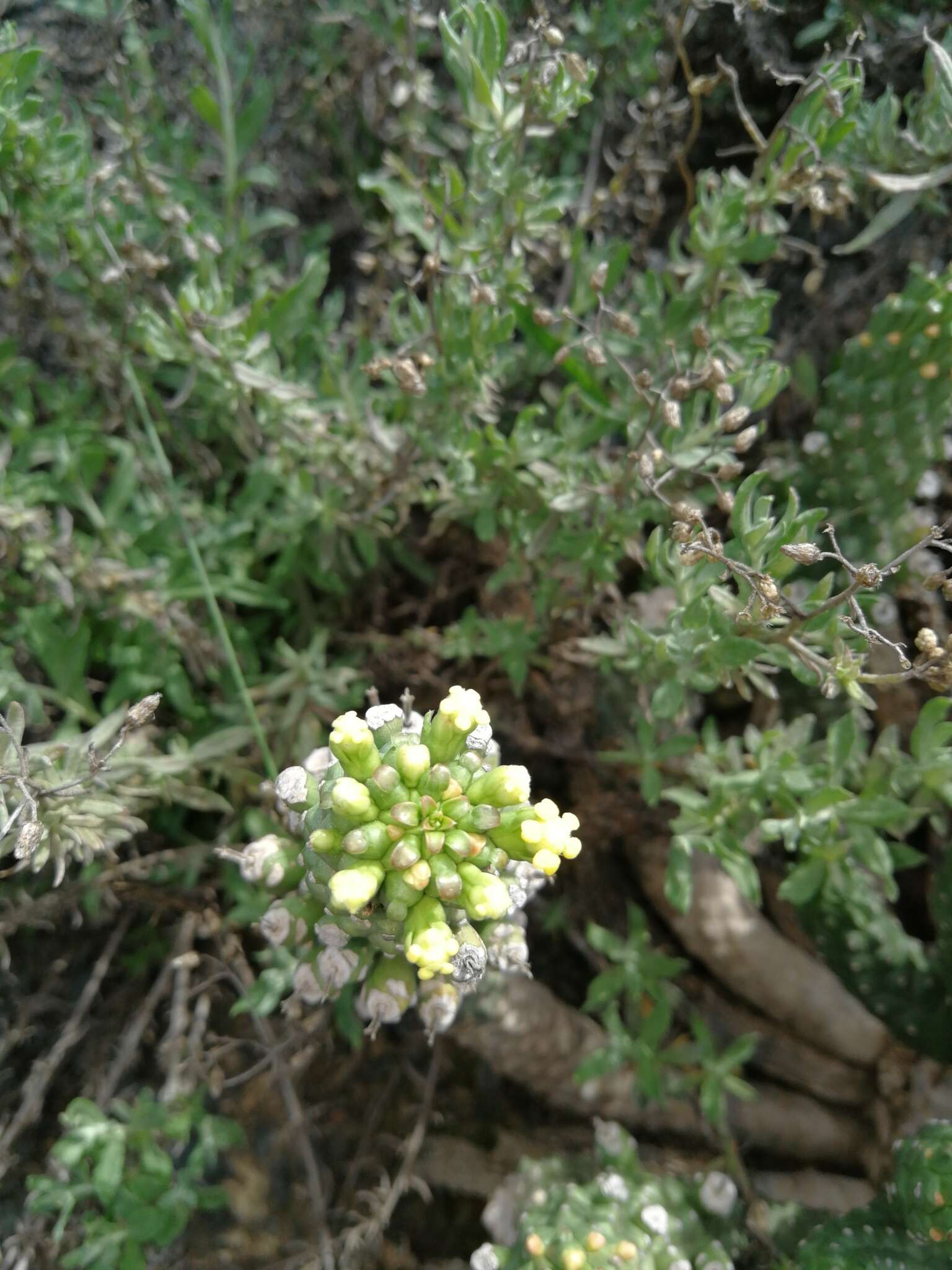 Image of Euphorbia inermis Mill.