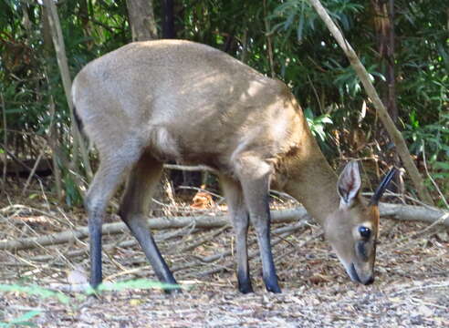 Image of duiker