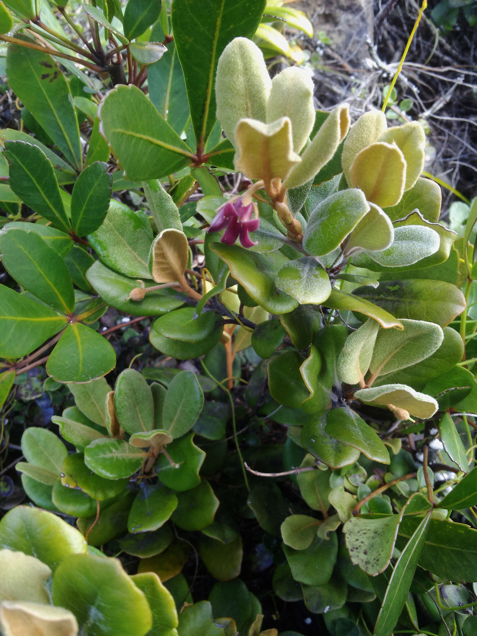 Pittosporum serpentinum (de Lange) de Lange的圖片