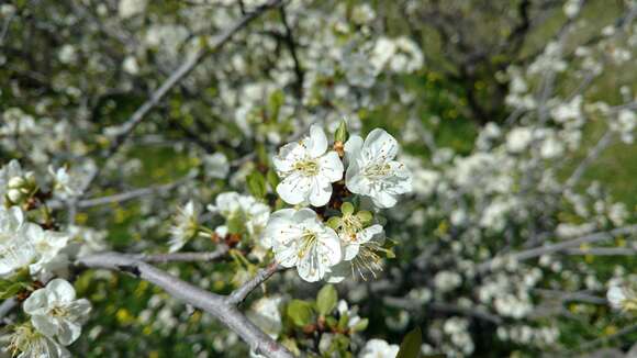 Imagem de Prunus cerasus L.