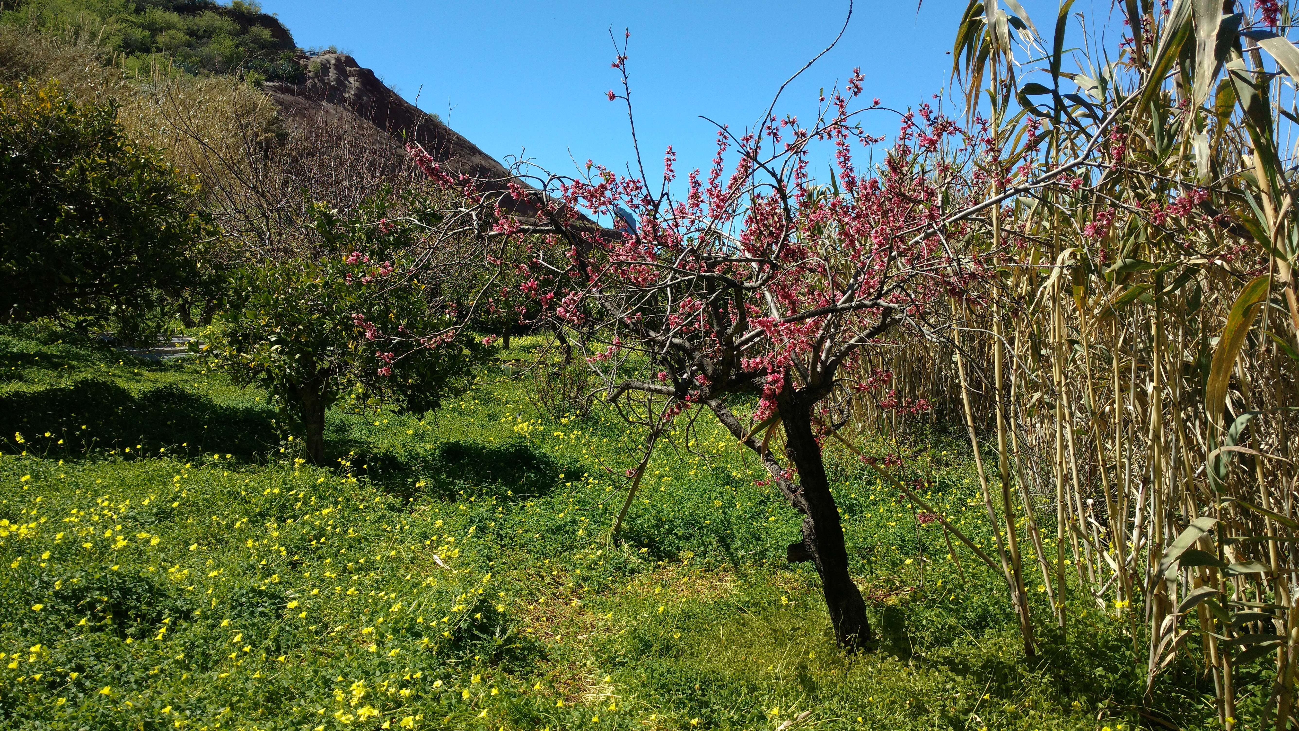 Image of flowering almond