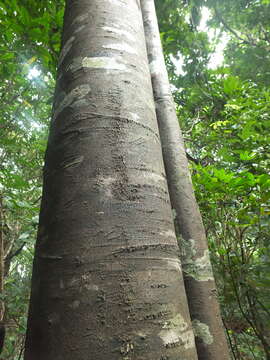 Plancia ëd Diospyros ghatensis B. R. Ramesh & D. De Franceschi