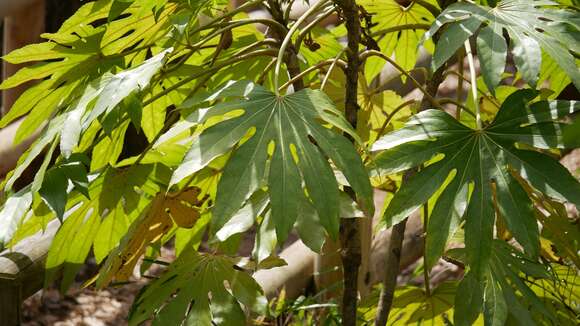 Image of fatsia