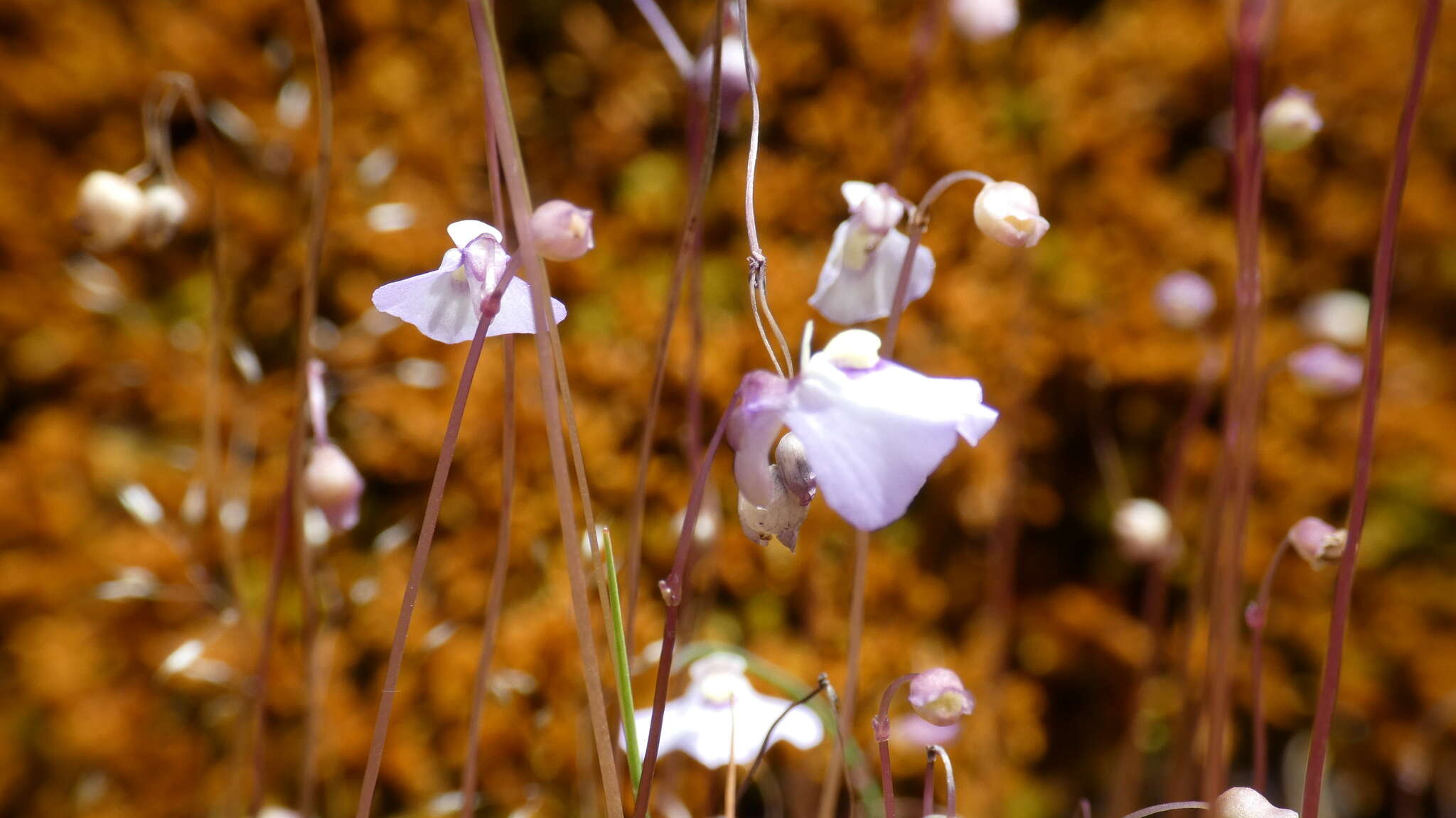 Image of Utricularia grampiana R. W. Jobson