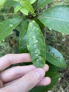 Phytoliriomyza pittosporophylli Hering 1962 resmi