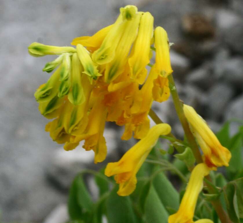 Image of yellow corydalis