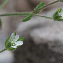 Image of Arenaria modesta Dufour