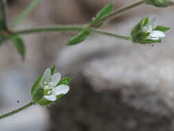 Image of Arenaria modesta Dufour