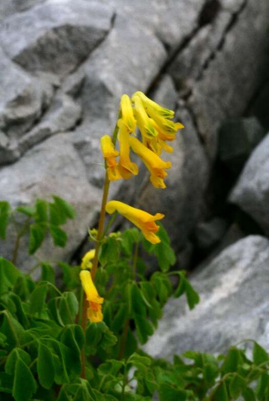 Imagem de Pseudofumaria lutea (L.) Borkh.