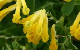 Image of yellow corydalis