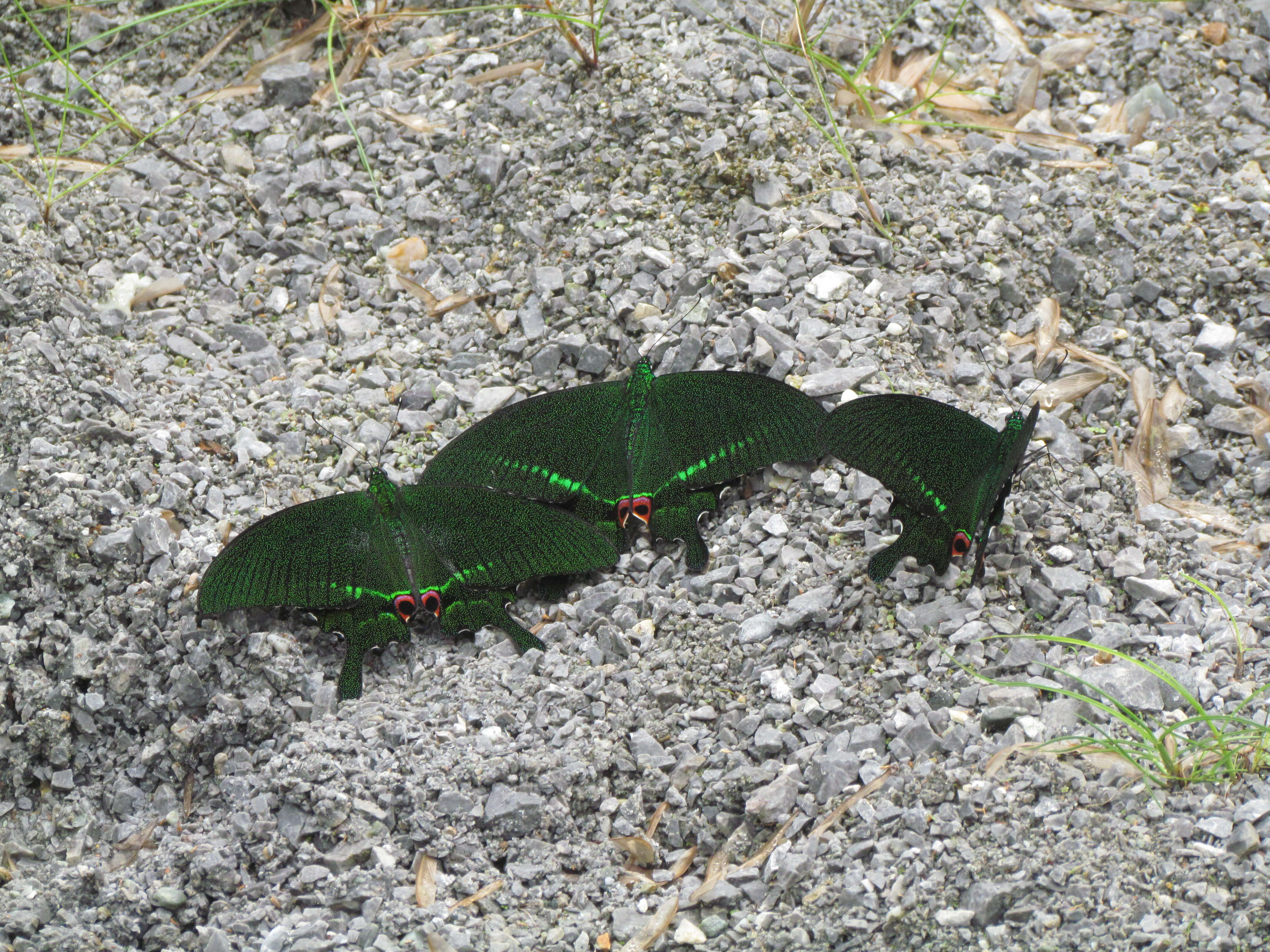 Image of Papilio paris Linnaeus 1758