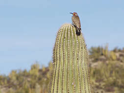 Image of Gilded Flicker