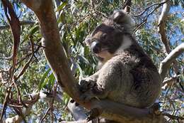 Image of koalas