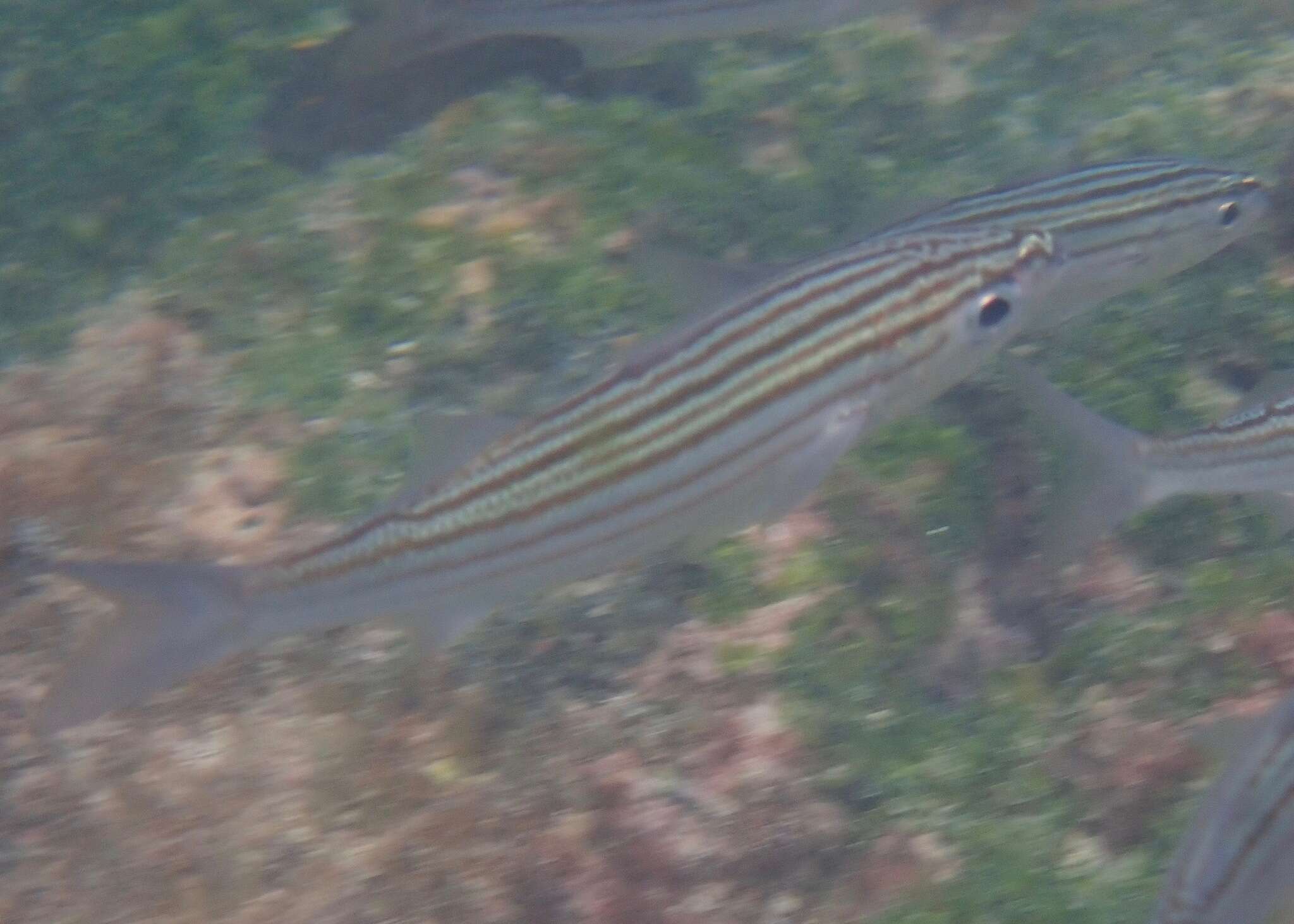 Image of Black-striped salema