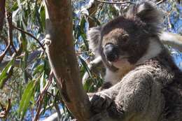 Image of koalas