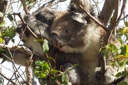 Image of koalas