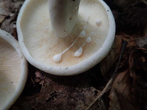 Image de Lactifluus glaucescens (Crossl.) Verbeken 2012