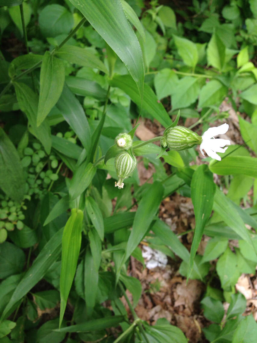 Imagem de Silene latifolia Poir.