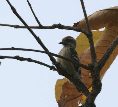 Image of Brown-capped Pygmy Woodpecker