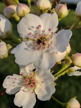 Plancia ëd Pyrus pyrifolia (Burm. fil.) Nakai