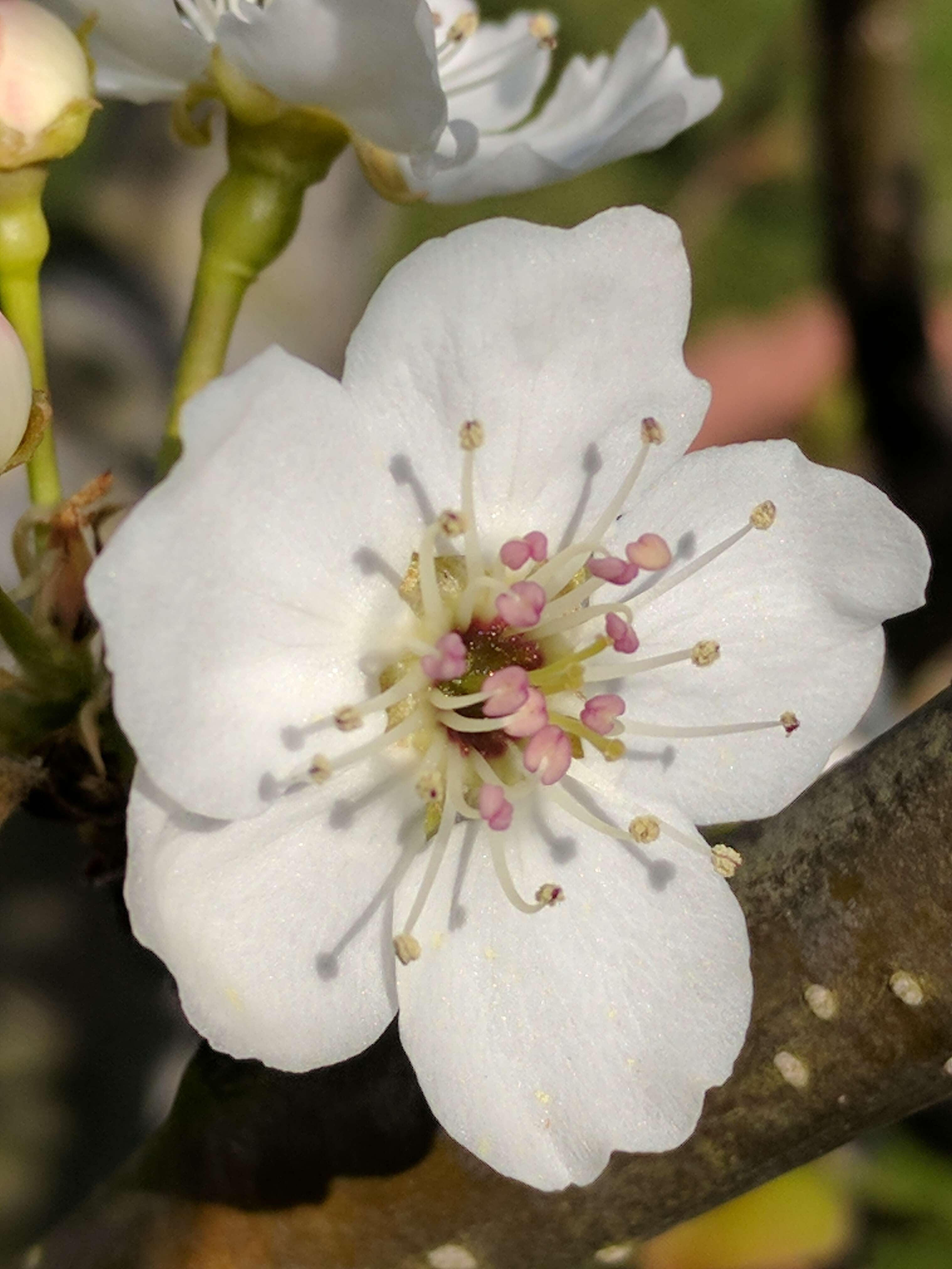 Plancia ëd Pyrus pyrifolia (Burm. fil.) Nakai