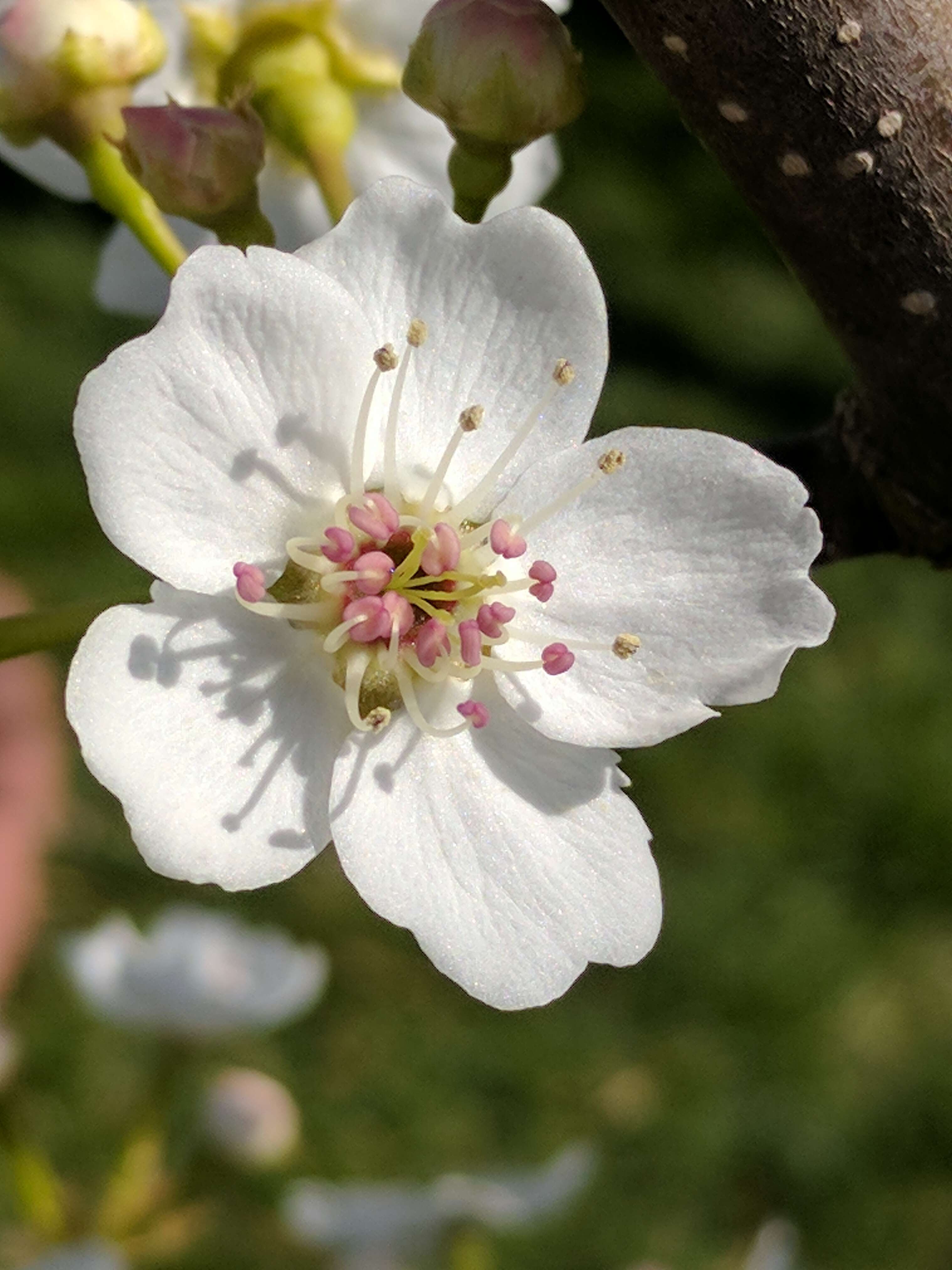 Plancia ëd Pyrus pyrifolia (Burm. fil.) Nakai