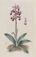 Image of Long-spurred orchid