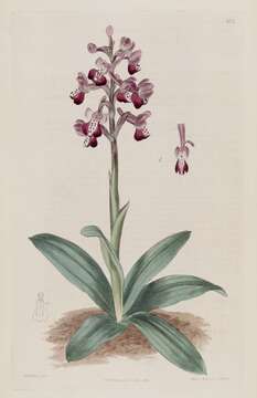 Image of Long-spurred orchid