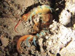 Image of red-headed centipede