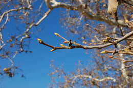 Platanus racemosa Nutt. ex Audubon的圖片