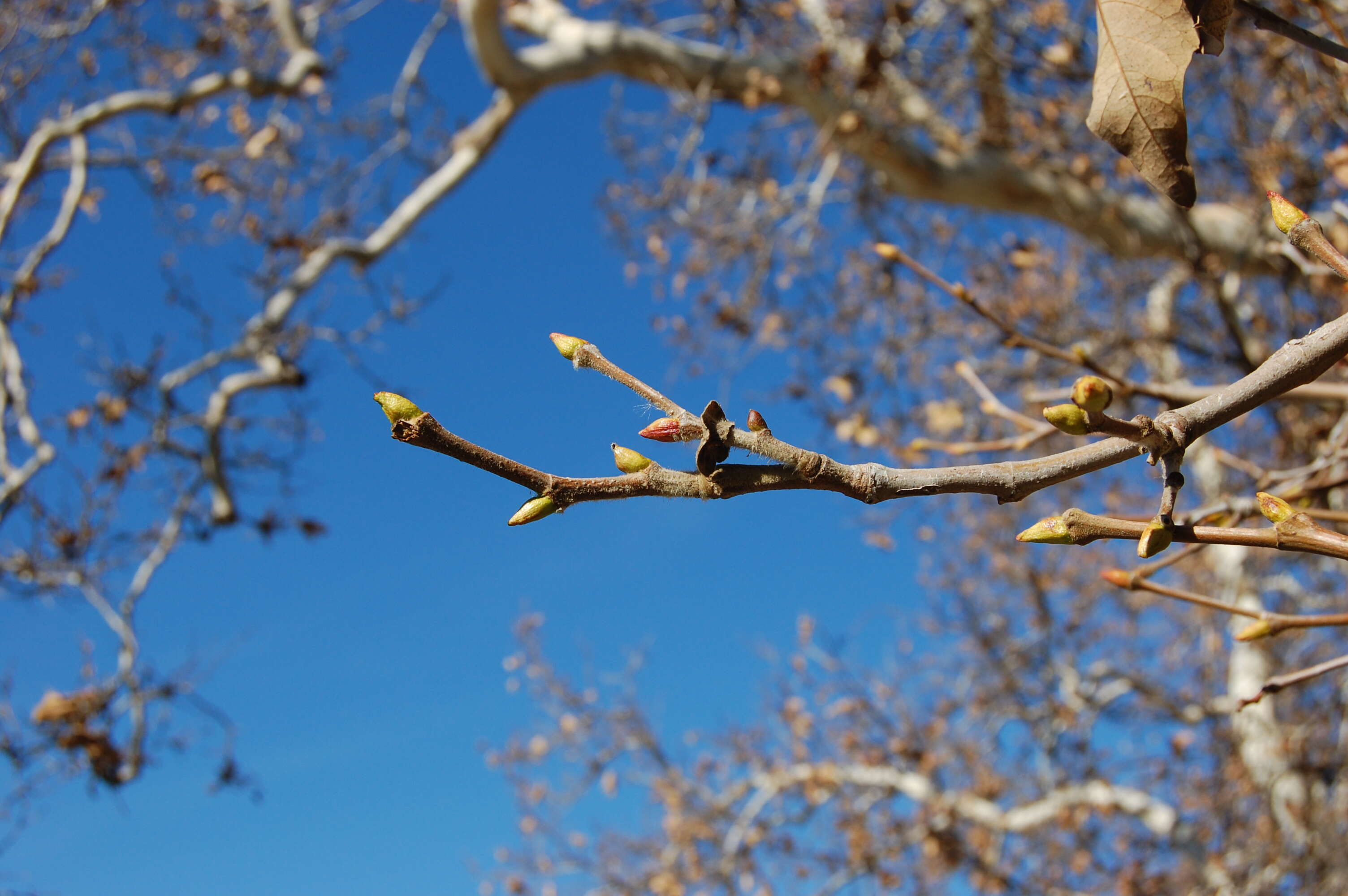 Platanus racemosa Nutt. ex Audubon的圖片