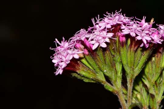 Image of Stevia monardifolia Kunth