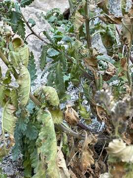 Image of Pinkava's phacelia