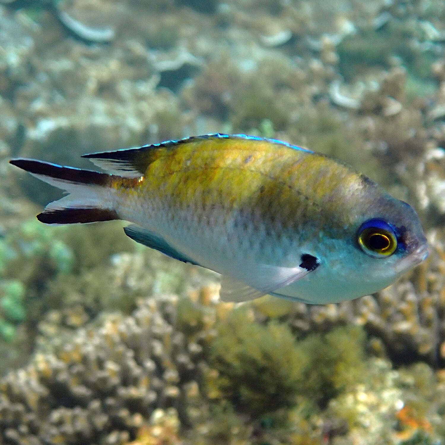 Image de Chromis norfolkensis Allen G. R. & Allen M 2021