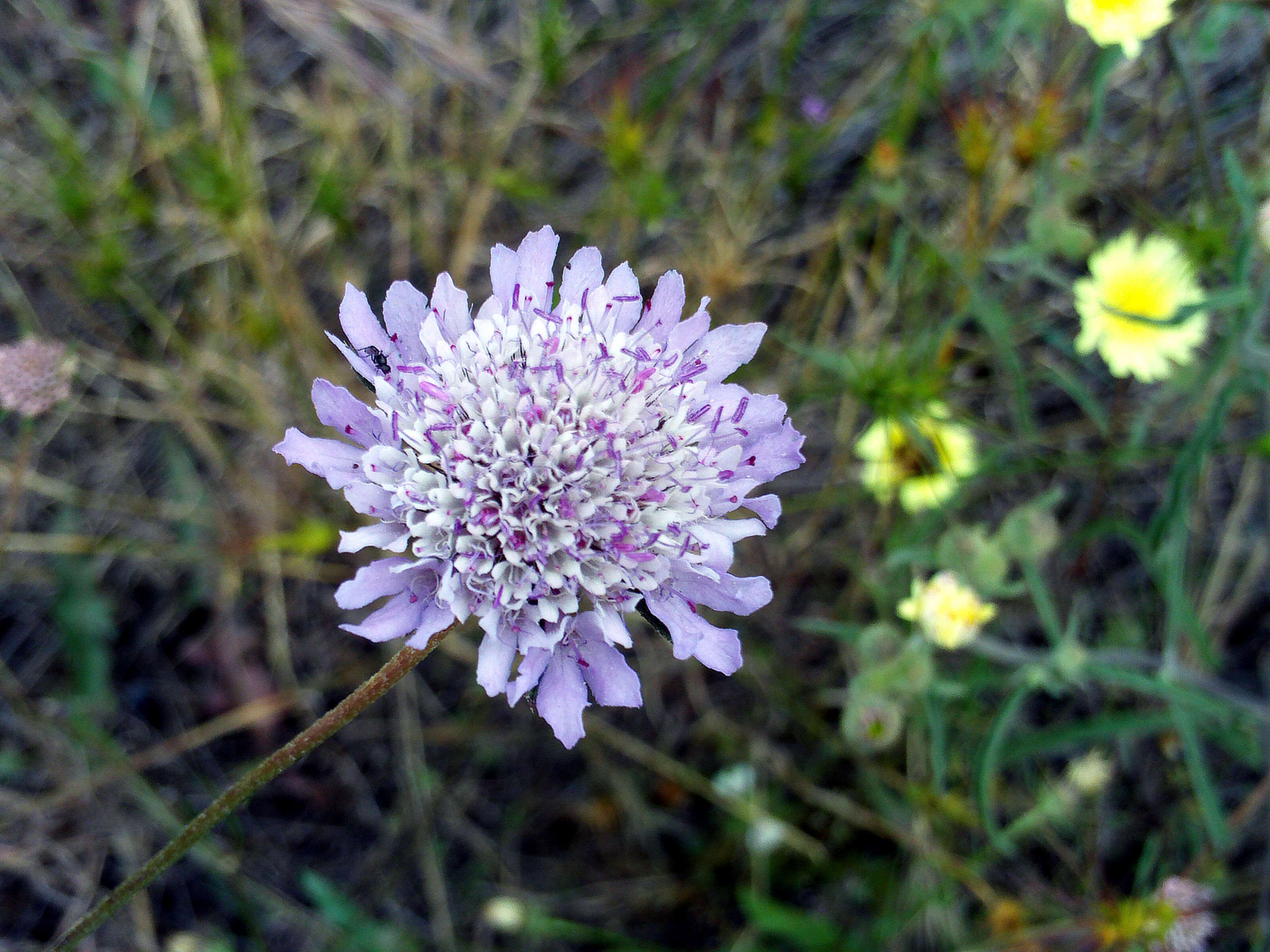 Image of Mediterranean sweet scabious