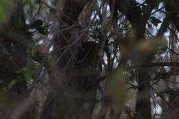 Image of African Wood Owl