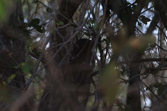 Image of African Wood Owl