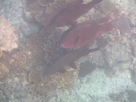 Image of Red parrotfish