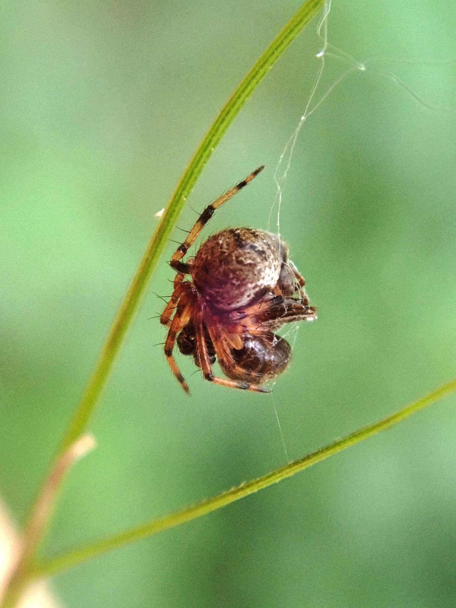 Imagem de Dipoena melanogaster (C. L. Koch 1837)