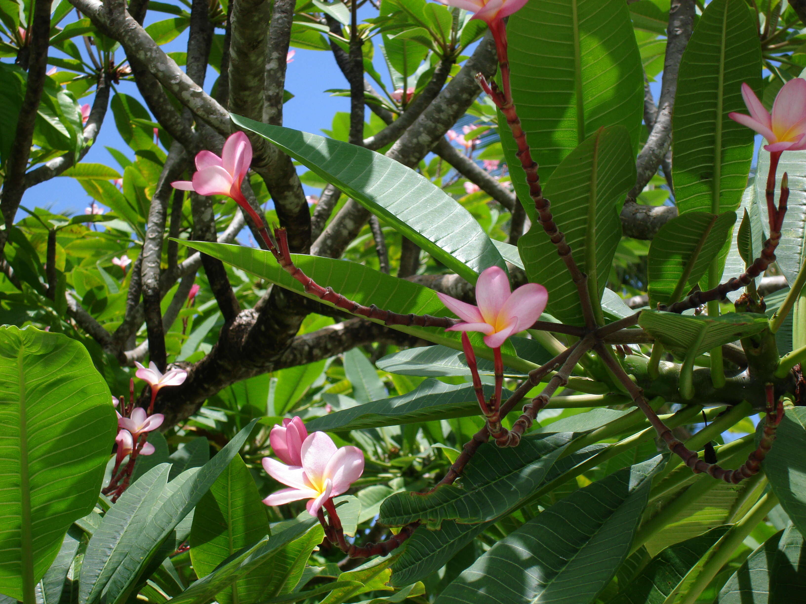 Image of templetree