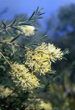 Sivun Melaleuca leiocarpa F. Müll. kuva